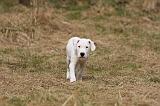 DOGUE ARGENTIN 177